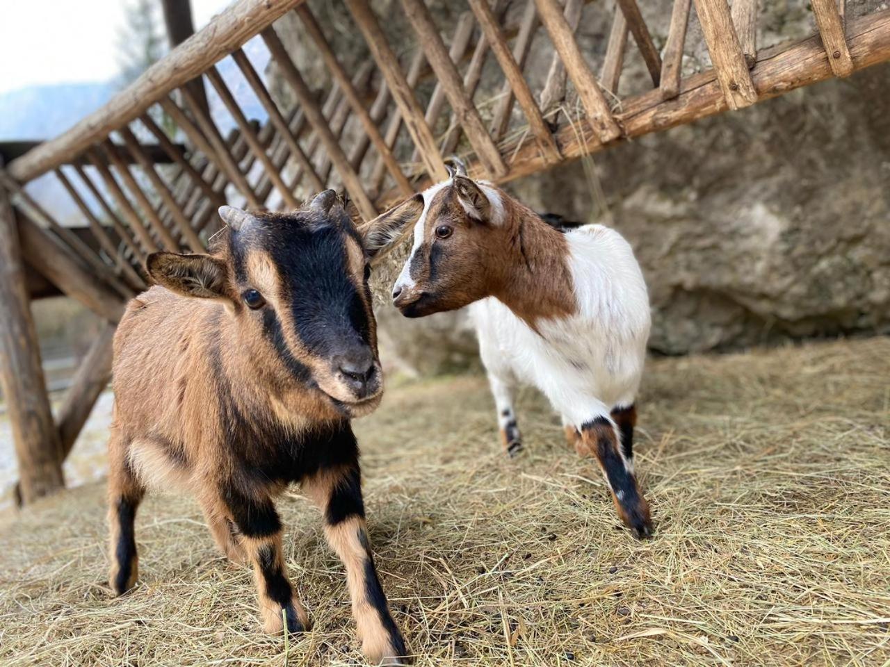 Pristava Lepena Village エクステリア 写真