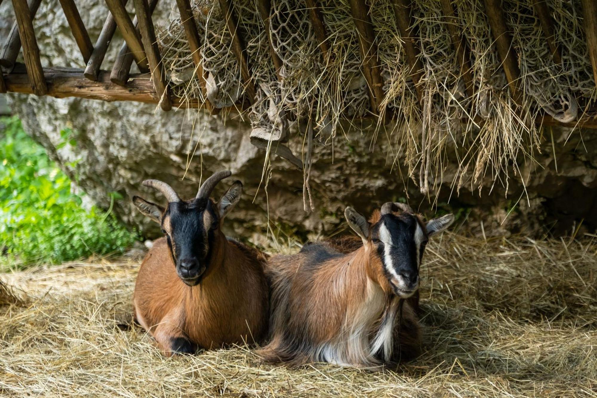 Pristava Lepena Village エクステリア 写真